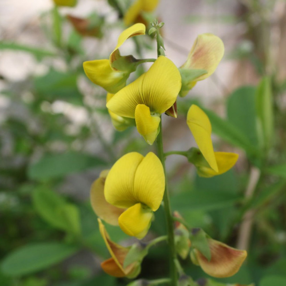 Crotalaria mais fertilidade para sua terra